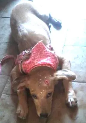 Cachorro raça Maltês idade 2 a 6 meses nome Belinha