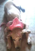 Belinha