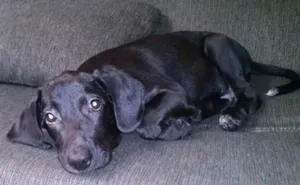 Cachorro raça SRD idade 2 a 6 meses nome Smut