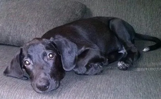Cachorro ra a SRD idade 2 a 6 meses nome Smut