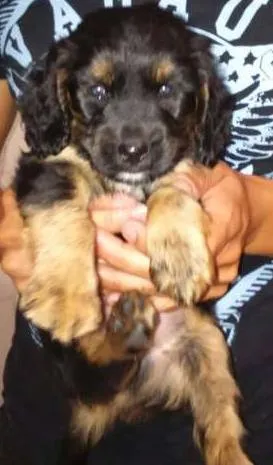 Cachorro raça  idade 2 a 6 meses nome bethoven