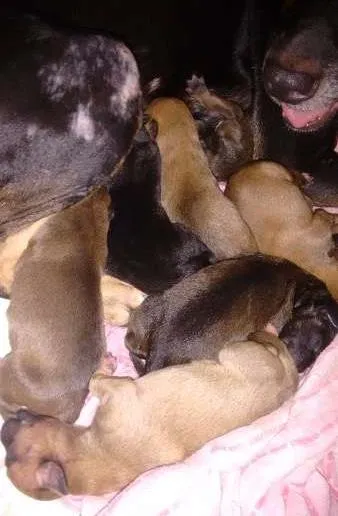 Cachorro raça  idade Abaixo de 2 meses nome Recém nascidos