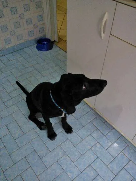 Cachorro ra a SRD idade 2 a 6 meses nome Smut