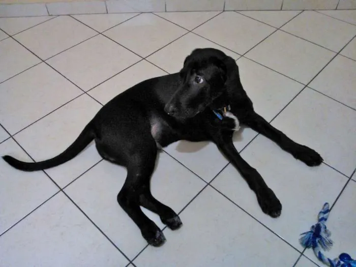 Cachorro ra a SRD idade 2 a 6 meses nome Smut