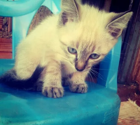 Gato ra a Misturada idade Abaixo de 2 meses nome sem nome