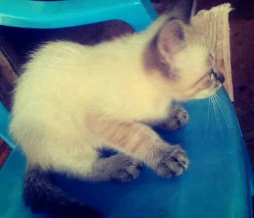 Gato ra a Misturada idade Abaixo de 2 meses nome sem nome