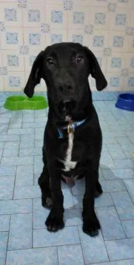 Cachorro ra a SRD idade 2 a 6 meses nome Smut