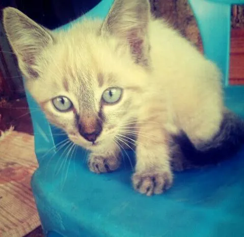 Gato ra a Misturada idade Abaixo de 2 meses nome sem nome