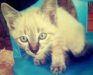 Gato raça Misturada idade Abaixo de 2 meses nome sem nome