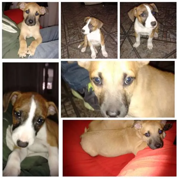 Cachorro ra a sem raça idade Abaixo de 2 meses nome sem nome