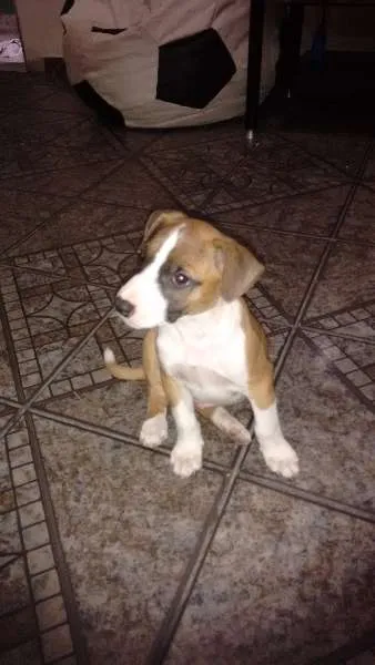 Cachorro ra a sem raça idade Abaixo de 2 meses nome sem nome