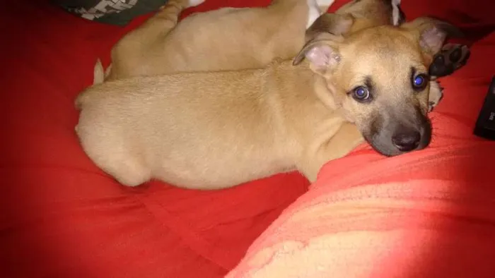 Cachorro ra a sem raça idade Abaixo de 2 meses nome sem nome