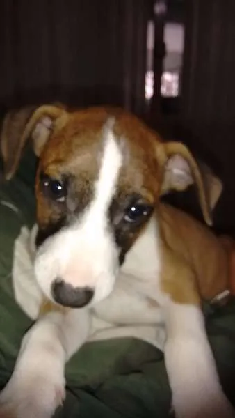 Cachorro ra a sem raça idade Abaixo de 2 meses nome sem nome