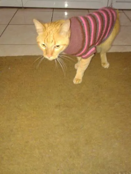 Gato ra a SRD idade 7 a 11 meses nome Romeu