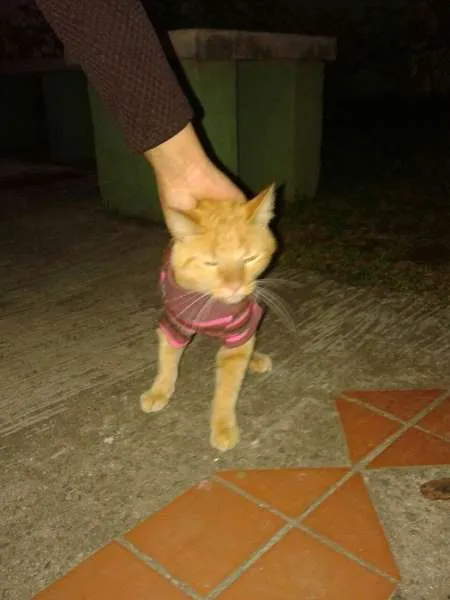 Gato ra a SRD idade 7 a 11 meses nome Romeu