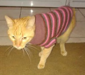 Gato ra a SRD idade 7 a 11 meses nome Romeu