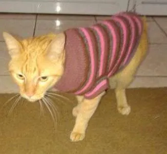 Gato ra a SRD idade 7 a 11 meses nome Romeu