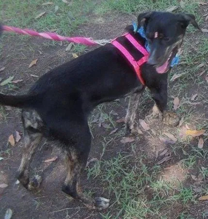 Cachorro raça SRD idade 7 a 11 meses nome Rubi