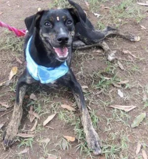 Cachorro raça SRD idade 7 a 11 meses nome Rubi