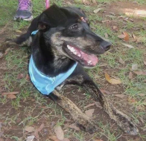 Cachorro raça SRD idade 7 a 11 meses nome Rubi