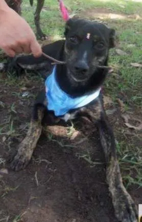Cachorro raça SRD idade 7 a 11 meses nome Rubi