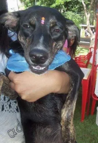 Cachorro raça SRD idade 7 a 11 meses nome Rubi