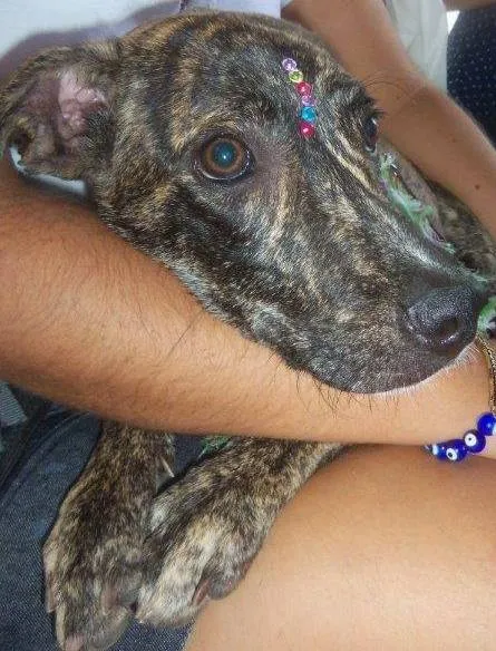 Cachorro raça SRD idade 7 a 11 meses nome Granola