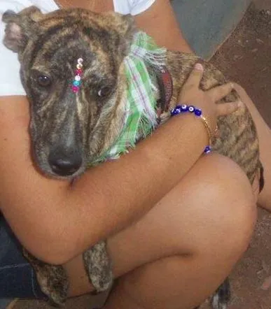 Cachorro raça SRD idade 7 a 11 meses nome Granola