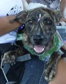 Cachorro raça SRD idade 7 a 11 meses nome Granola