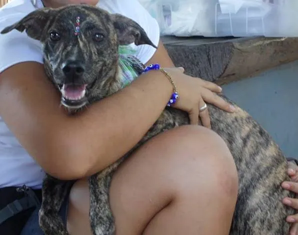 Cachorro raça SRD idade 7 a 11 meses nome Granola