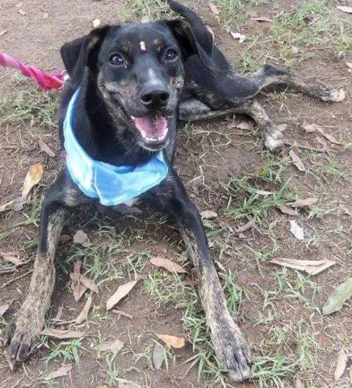 Cachorro raça SRD idade 7 a 11 meses nome Rubi