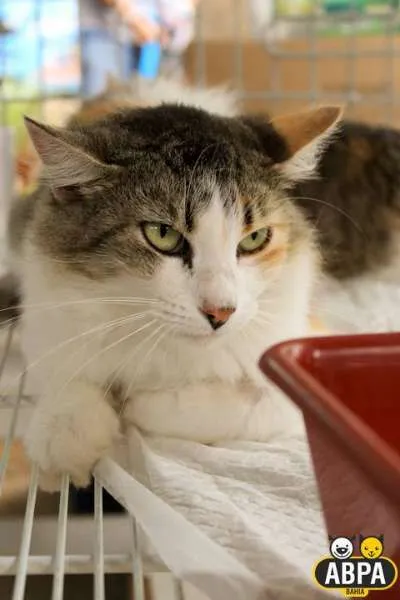 Gato raça SRD idade 3 anos nome Fofucha