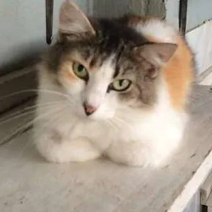 Gato raça SRD idade 3 anos nome Fofucha