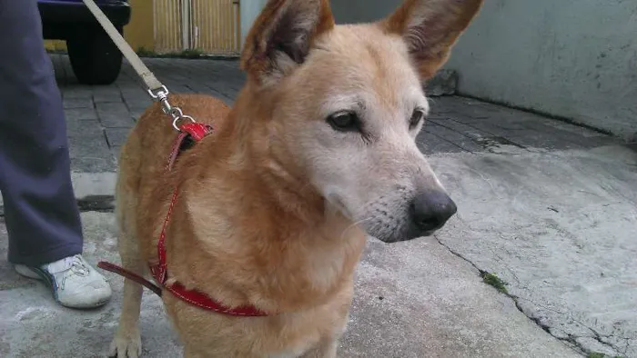 Cachorro ra a Vira-lata idade 6 ou mais anos nome Franccesco