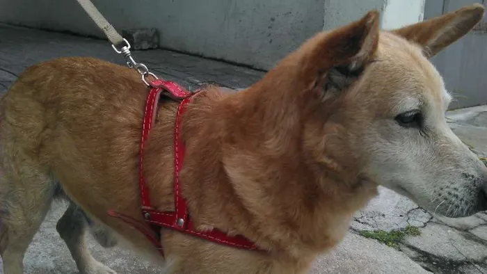 Cachorro ra a Vira-lata idade 6 ou mais anos nome Franccesco