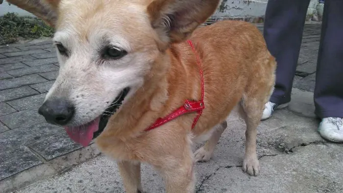 Cachorro ra a Vira-lata idade 6 ou mais anos nome Franccesco
