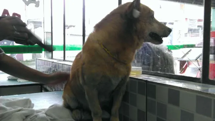 Cachorro ra a Vira-lata idade 6 ou mais anos nome Franccesco