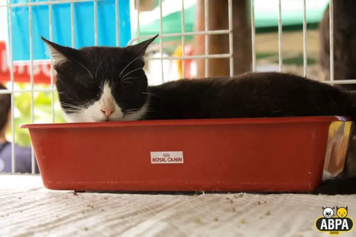 Gato raça SRD idade 6 ou mais anos nome Judite