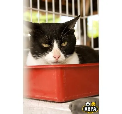 Gato raça SRD idade 6 ou mais anos nome Judite