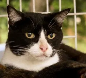 Gato raça SRD idade 6 ou mais anos nome Judite