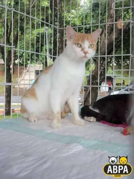 Gato raça SRD idade 3 anos nome Mari