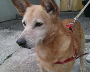 Cachorro raça Vira-lata idade 6 ou mais anos nome Franccesco