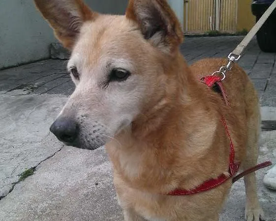 Cachorro ra a Vira-lata idade 6 ou mais anos nome Franccesco