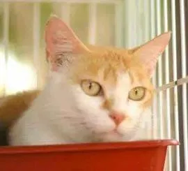 Gato raça SRD idade 3 anos nome Mari