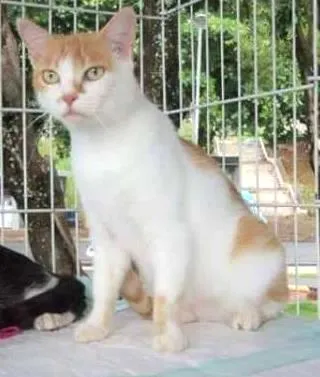 Gato raça SRD idade 3 anos nome Mari