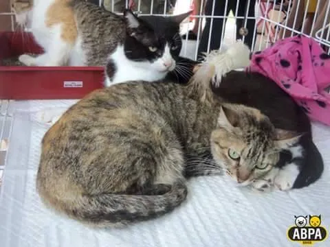 Gato raça SRD idade 3 anos nome Leona