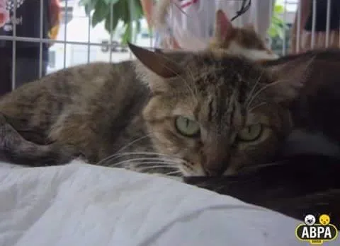 Gato raça SRD idade 3 anos nome Leona