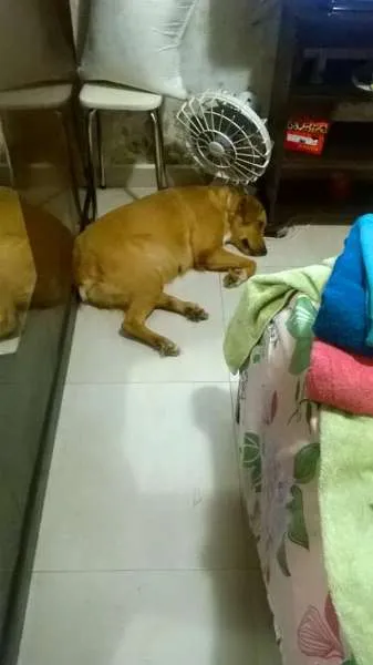 Cachorro raça SRD idade 2 anos nome MEL