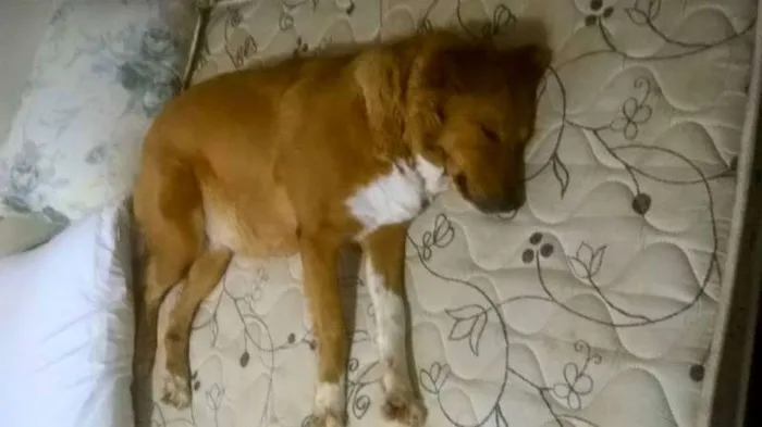 Cachorro raça SRD idade 2 anos nome MEL