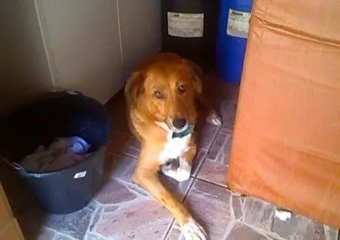 Cachorro raça SRD idade 2 anos nome MEL